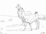 Llama Coloring Pages Llamas Lama Two Drawing Printable Main Color Print Popular Alpaca Getcolorings Getdrawings Categories Skip Baby 2048 05kb sketch template