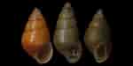 Afbeeldingsresultaten voor Hydrobiidae. Grootte: 150 x 75. Bron: www.idscaro.net