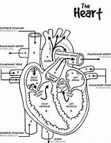 Heart Human Coloring Outline Pages Skeleton Circulatory Drawing System Axial Template Printable Anatomical Color Getcolorings Getdrawings Body sketch template