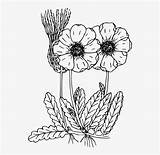 Coloring Pages Flowers Wild Wildflower Flower Drawn Flowering Plant Print Floral Beautiful Popular Nicepng Patterns sketch template