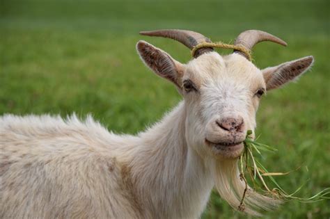 ternak kambing berikut  trik   kambing biar cepat