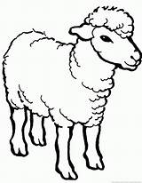 Lambs sketch template