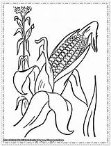 Corn Coloring Pages Printable Stalks Kids Flour Color Thanksgiving Cob Drawing Stalk Clipart Cartoon Getdrawings Getcolorings Fruit Library Popular sketch template