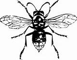 Insect Wasp sketch template