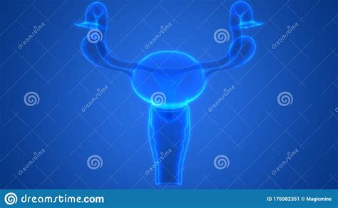 Female Internal Organs Reproductive System Anatomy Stock