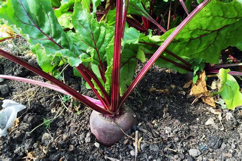 beetroot penang tropical fruit farm