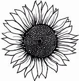Sunflower Drawing Outline Clipart Simple Drawings Clip Paintingvalley Tattoo Drawn Beginners Harunmudak Clipartmag Getdrawings Clipground Search sketch template