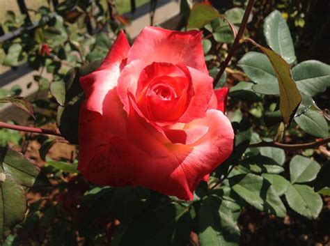 roses in my garden brigadoon ludwig roses rsa rose flowers garden