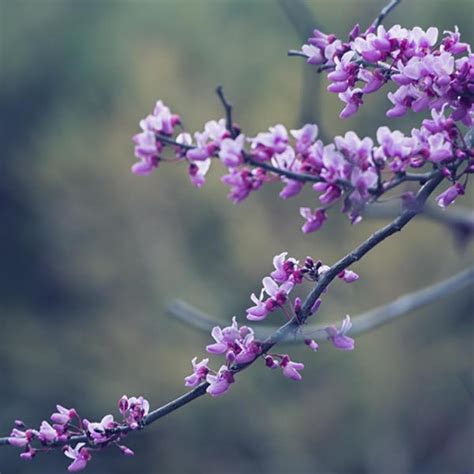 weeping eastern redbud lavender twist cercis canadensis  garden life