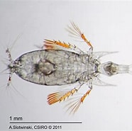 Afbeeldingsresultaten voor "corycaeus Speciosus". Grootte: 186 x 185. Bron: blog.csiro.au