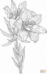 Lily Coloring Pages Flowers Flower Wild Book Lilium Drawing Adult American Red Colorear Printable Books Colouring History Orange Silhouettes Choose sketch template
