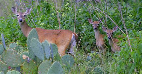 Public Ownership Of Texas White Tailed Deer Re Affirmed