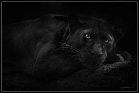 zwarte panter panther panther leopard black panther