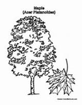 Maple Tree Coloring Sugar Pages Designlooter Printable 92kb 175px Leaf sketch template