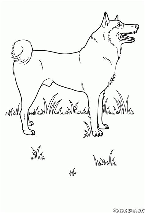 coloring page domestic animals