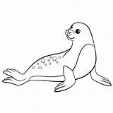 Seal Coloring Sea Drawing Lion Pages Seals Cute Little Baby Illustration Kids Drawings Searches Worksheet Recent Paintingvalley Spotted sketch template