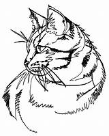 Tabby Ink Cats Evei Society6 sketch template