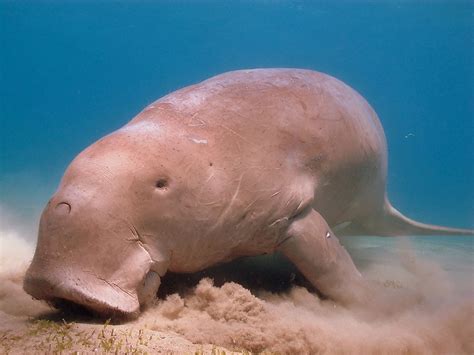 dugong facts animals   ocean worldatlas