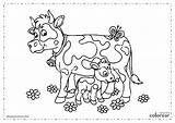 Vacas Vaca Cria Ternero sketch template
