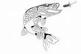 Pike Northern Fish Drawing Musky Tackle Getdrawings sketch template