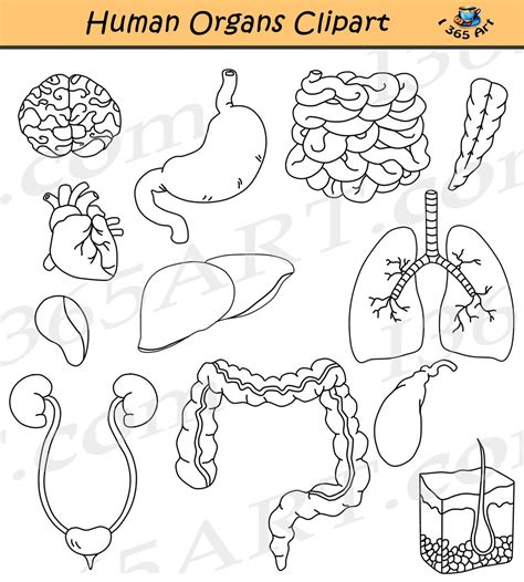 human body organs printable coloring pages human body organs human