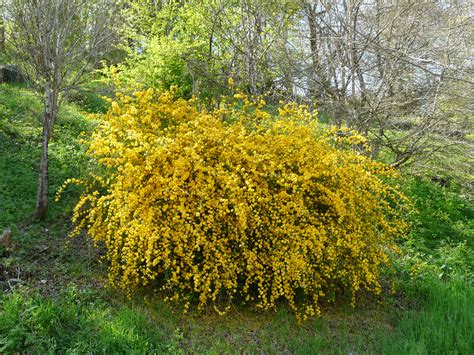 kerria japonica ‘pleniflora vancouver island grows