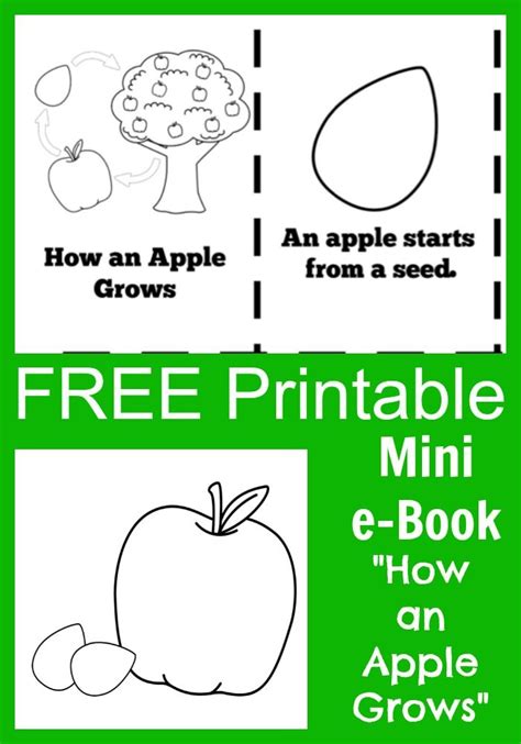 apple life cycle printable  book  kids apple life cycle