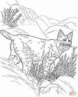 Lynx Bobcat Lince Luchs Rossa Linci Malvorlage Tiere Roux Selvagens Selvagem Printmania Colorironline sketch template