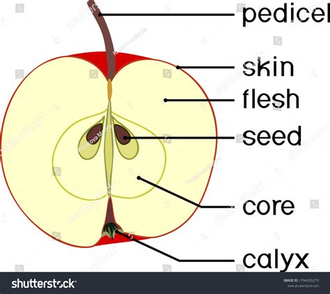 parts plant internal structure apple fruit  shutterstock
