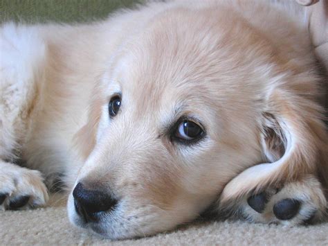golden retriever puppy   photo  freeimages