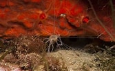 Afbeeldingsresultaten voor "polycirrus Medusa". Grootte: 167 x 104. Bron: www.cibsub.cat