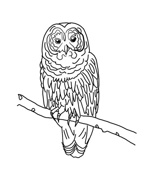barred owl coloring  barred owl coloring
