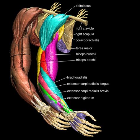 digitale anatomie des arms und der hand