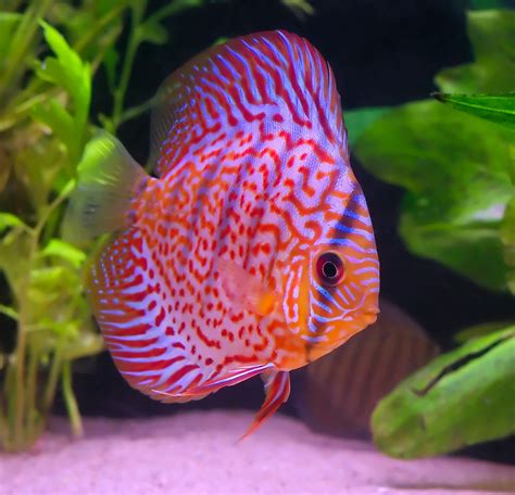 tropical fish tank melbourne call   fish