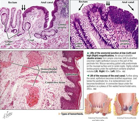 digestive system basicmedical key