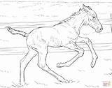 Horse Coloring Pages Foal Realistic Bucking Printable Drawing Kids Color sketch template