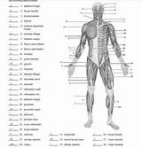 Muscle Blank Diagram Label Physiology Anatomy Body Human Diagrams Coloring Muscles Muscular System Study Chart Google Quiz Posterior Worksheets Back sketch template