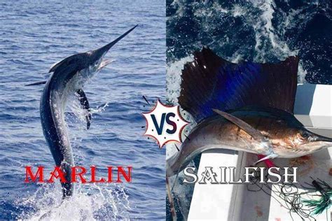 marlin  sailfish weird difference ouachitaadventurescom