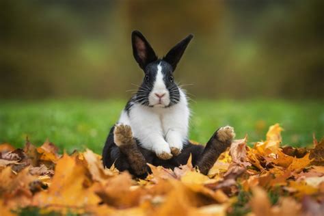 populaire konijnenrassen  nederland dierenfun