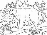 Oso Bosques Urso Paracolorear Alpino Pintar Categorias sketch template