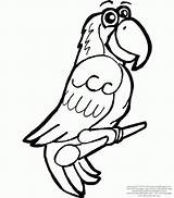 Parrot Papagal Colorat Papagali Desene Papagei Planse Macaw Desenat Lesson Parrots Pasari Educative Designlooter Macaws Trafic sketch template