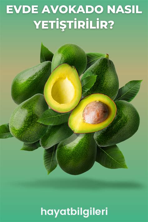 Evde Avokado Nasıl Yetiştirilir Pratik Avokado Bitki Detox Pear