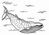 Coloring Sea Deep Blue Whale Netart sketch template