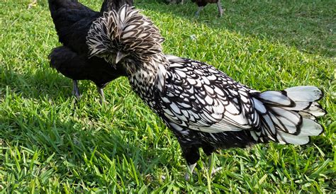 silver laced polish   weeks backyard chickens learn   raise chickens
