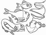 Angler Ryby Morskie Trench Kolorowanka Druku Dzieci Getdrawings Wydrukuj Malowankę sketch template