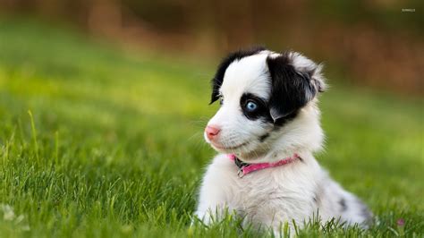 cute puppy  beautiful blue eyes wallpaper animal wallpapers