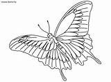 Coloring Butterfly Pages Ulysses Rainforest Daintree Habitat Ws sketch template