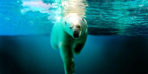 How Do Polar Bears Swim •