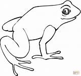 Frog Coloring Pages Outline Realistic Frogs Tree Printable Clipart Biology Clipartmag Clipartbest Animals Cartoon Rat Cut Choose Board Time sketch template