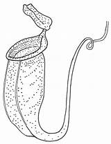 Pitcher Carnivorous Rainforest Nepenthes Papan sketch template